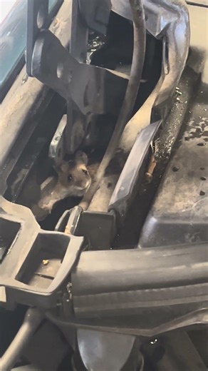 I guess we found the cause of all the vacuum leaka on this 97 Volvo S90. 😁