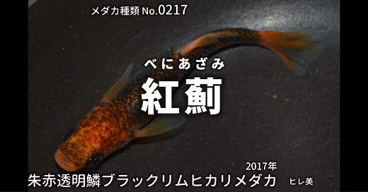 紅薊（べにあざみ）とは 改良メダカWEB図鑑No.0217 | メダカの品種, 朱赤 | 改良メダカWEB図鑑