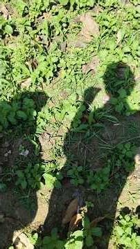 Mentha arvensis explained by our teacher