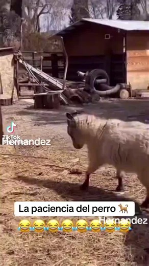 🇲🇽HUGO [🇲🇽] HERNÁNDEZ🇲🇽 (@hugohernandezmart52)’s videos with sonido original - 🇲🇽HUGO [🇲🇽] HERNÁNDEZ🇲🇽