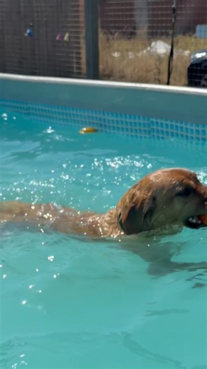LABRADOR POOL PARTY!! | Canine Dip and Dive Maldon