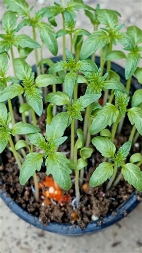 Green Chili Seeds to Plant Timelapse | Amazing Growth in Days! 🌶️