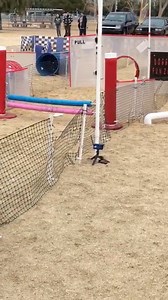 1.4M views · 34K reactions | Ready, set… go!!! If anyone ever told you American Bullies can’t be active and physically capable, they lied! This is Thee Buss shredding the lure course at an ABKC show in Las Vegas. Enjoy! #Athletic #PocketBully #WorkingDog | Bully Market | Facebook