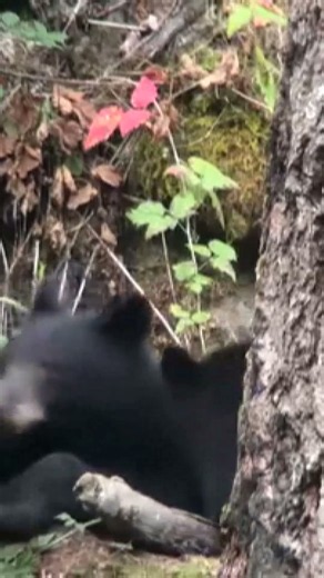 Black bears spotted on Columbia River Gorge