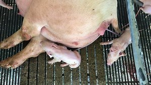 Pigs Giving Birth Farm Stock Footage Video (100% Royalty-free) 1033740131 | Shutterstock