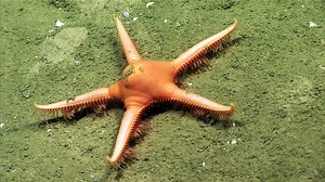 This deep-sea mud star, Dytaster insignis, is a species which occurs in the true abyss, 2,515-3,530 meters (8,250-11,580 feet)! The tube feet on these stars are pointed, rather than tipped with a sucker or a flat tip. These pointed tube feet, in conjunction with spines around the bottom edge of the body, assist these species in digging into the mud. Learn more by watching the new #Okeanos Explorer video: https://go.usa.gov/xQ82J | NOAA Ocean Exploration