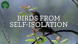 262K views · 4.6K reactions | Nature can be a solace when we feel most isolated. Many of us, including Chris Packham, have been taking solace in the wild world around us during these strange times  #Springwatch | BBC Springwatch | Facebook