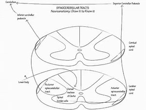 spinocerebellar system - Draw it to Know it - Neuroanatomy Tutorial