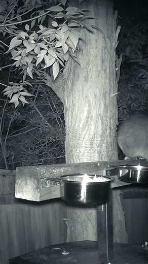 Female Possum Gives Male a Stern Warning