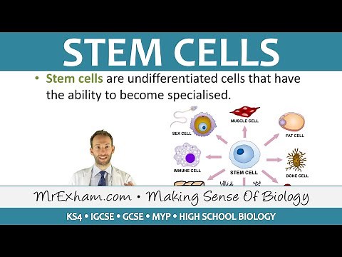 Stem Cells - GCSE Biology (9-1)