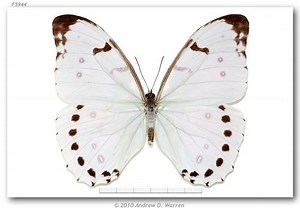 Morpho polyphemus - Alchetron, The Free Social Encyclopedia