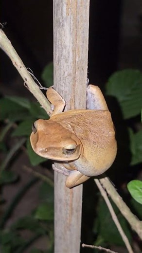 Polypedates megacephalus amphibian