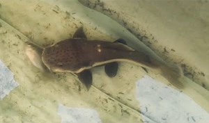 Training my baby redtail catfish to hunt live fish