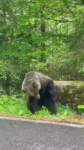 Victor Fernandez on TikTok