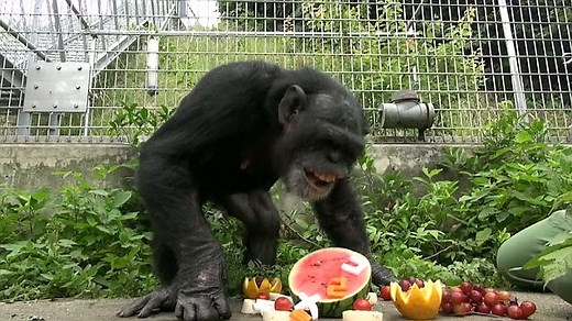 Scientists believe chimp with down syndrome could help find cure