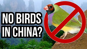 China removed sparrows from the skies - insects took over