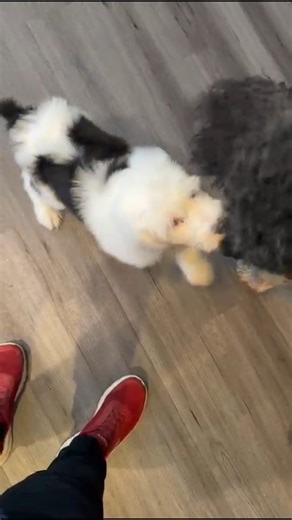 Grace Wood Farm on Instagram: "Steve, our adorable Reverse Mini Sheepadoodle puppy, is ready to find a loving home! 🐾 He’s from Mama Cohutta’s Fall Litter and is waiting for you at our Clinton, TN, Location. Interested in bringing Steve home? Contact us at 803-888-4149 – your Sheepadoodle adventure starts here! #reversesheepadoodlesofinstagram #reversesheepadoodles #reversesheepies #sheepadoodlesbydesign #sheepadoodletakeover #sheepadoodlenation #sheepadoodlesofinstagram #puppylove🐶 #puppygram