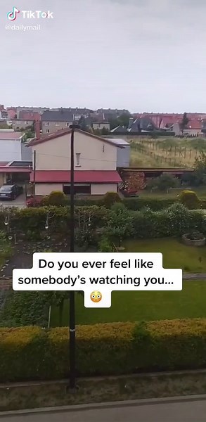 Cat Screeching Compilation - Funny Cat Videos