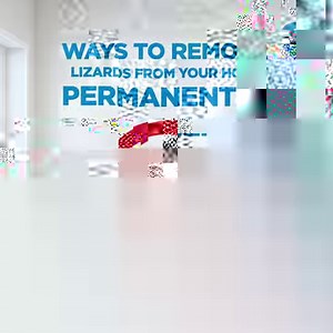 Are lizards invading your home? 😱 Don’t worry, we’ve put together some simple tips to keep pesky lizards away permanently. More info: https://bit.ly/nomorelizards | iProperty.com.my