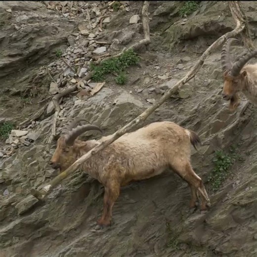 Chamois climbs effortlessly over rocks
