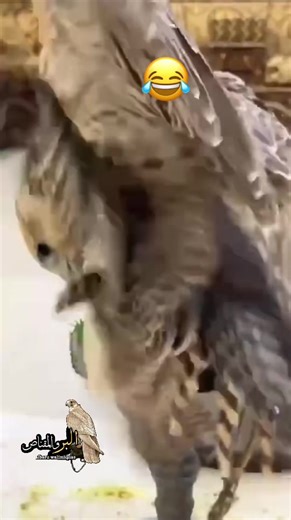 ‏#إكسبلوررررررر #ترند_تيك_توك #لايف_البر_والمقناص #لايف_البر_والمقناص