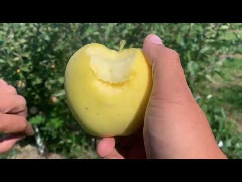Ginger Gold Apple Tasting