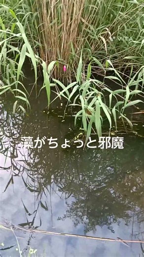 タナゴが釣れる#小物釣り
