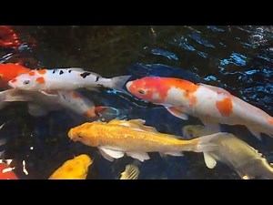 Koi Fish Health: Spotting and Treating White Spot Disease