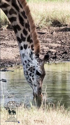 🦒🦒 Watch the Maasai Giraffe Drinking 🦒🦒 #vivoX300pro #wildlife