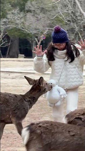 奈良公園で感動…鹿との最高の出会い🦌✨ Best Deer Experience at Nara Park! 🦌❤️