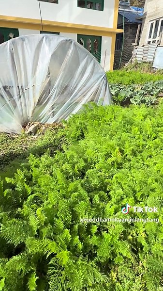 Hotel Buddhainn Kyanjin langta (@buddhainnkyanjinlangtang)’s videos with Bada Dashain - Sur Sudha & Bijaya Vaidya & Prem Rana & Surendra Shrestha