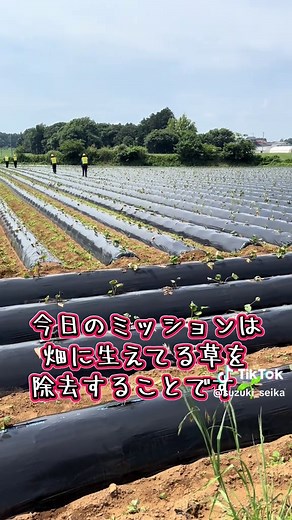 さつまいも農家の除草作業と草刈り