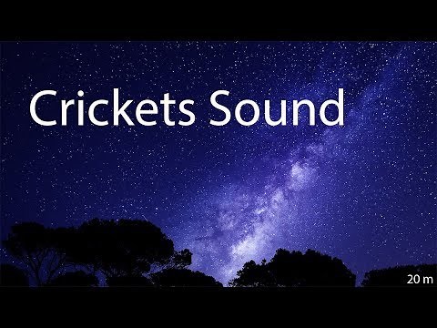Crickets sound effect( Crickets chirping )
