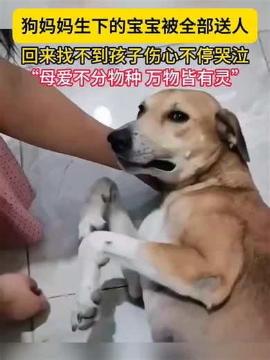 🇨🇳 狗妈妈生下的宝宝被全部送人，回来找不到孩子伤心不停哭泣。 🇬🇧 All the puppies born to the mother dog were given away; unable to find them upon her return, she cries inconsolably in her grief. 🇨🇳「母爱不分物种万物皆有灵。」 🇬🇧 “Maternal love transcends species; all creatures possess a soul.” 🇨🇳「嗯你太可怜了。哎呦不哭不哭。哎呦呦呦，肯定是想孩子了。真的是想了。 🇬🇧 “Oh, you poor thing. There, there, don't cry. Oh, you must be missing your babies. You truly miss them. 🇨🇳 都有眼泪你看，真的真的哭了。 🇬🇧 Look, there are tears; she is really, really crying. 🇨🇳 要不咱去把他要一只回