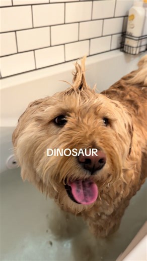 Salon Day with Chewy: Doodle and Chow Chow Fun!