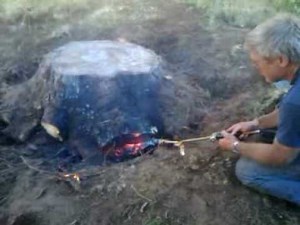 How to remove a stump in 1 Easy step