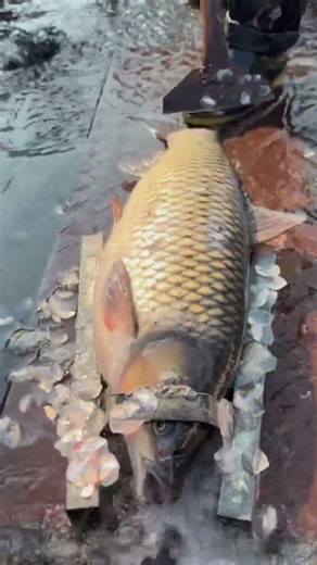 How to clean fish scales with a scale remover because the fish are from polar waters #fishingvideo