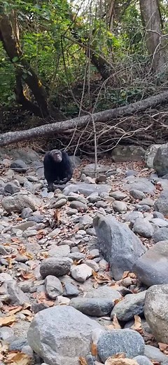Incredible Display of Strength by a Chimpanzee - Mahale, Tanzania