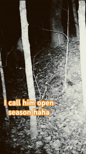 #trailcamera #openseason #deer #deerhunting #deerhunting | MWOutdoors