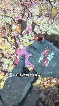 西沙群岛野生小丑鱼，真的太好看了！# 海缸 # 小丑鱼 # 科普