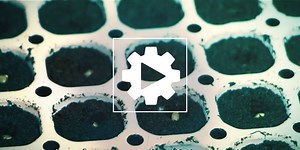 How To Germinate Cannabis Seeds With A Smart Start Kit