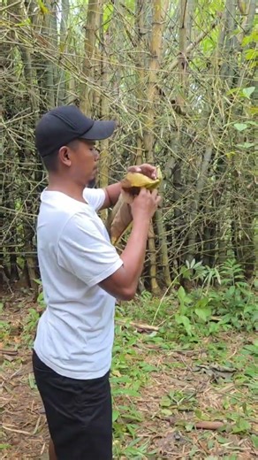 sugar di lubang bambu #shortvideo #fyp#viral#
