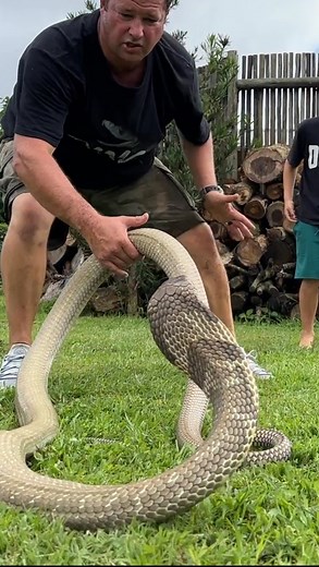 70K views · 1.4K reactions | Teaching | Dingo | Facebook