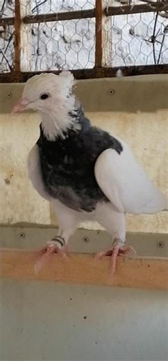 Rare Pigeon with Unique Plumage | Stunning Bird in Aviary