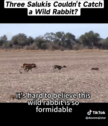 Saluki Dogs Chasing Wild Rabbits - Speed and Agility on Display