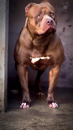Pitbul vs kangal #pitbull #dogbreed #facts #americanbully #dogtype #animals #pets