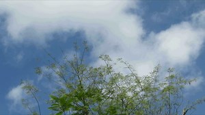 Download Timelapse white clouds moving blue sky. Cloudscape Blue Sky Time Lapse for free