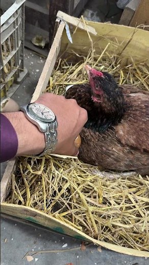 Young indian hen about to hatch her first baby chick