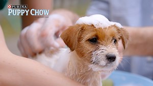 9.9M views · 18 reactions | When You Walk Your Anxious Puppy “I don’t want you to panic, but we’re lost!” | BuzzFeed Partner | Facebook