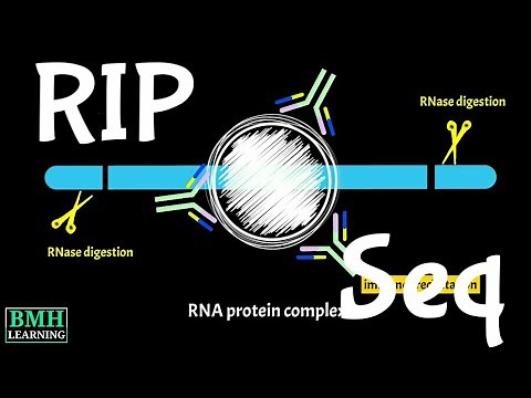 RIP Seq | RNA Immunoprecipitation Sequencing | RNA Immunoprecipitation Chip |